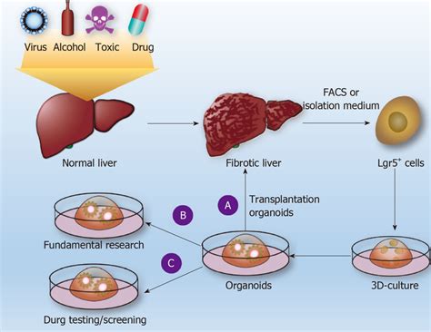 Use of liver organoids to study liver fibrosis. Normal liver tissue is ...