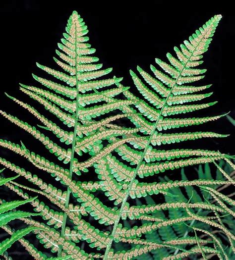 Dryopteris filix-mas - Monaco Nature Encyclopedia