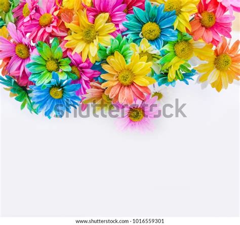 Rainbow Daisies Chrysanthemum Rainbow Flower Bouquets Stock Photo 1016559301 | Shutterstock