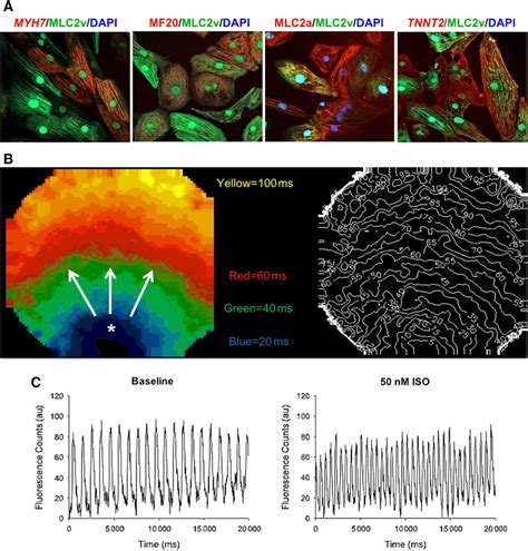 Generation of beating cardiomyocytes from pluripotent cells derived... | Download Scientific Diagram