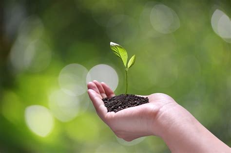 Demfarm - Community Forest Program and Tree Planting Activities on Former Mine Lands