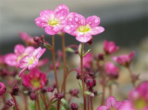 Pink saxifrage | Pink, Plants