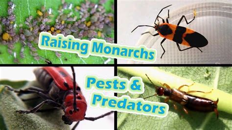 Raising Monarchs - Pests & Predators (Help The Monarch Butterfly ...