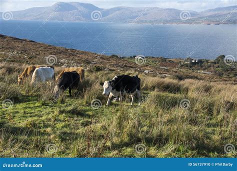 Bantry Bay in Winter stock photo. Image of coast, inlet - 56737910