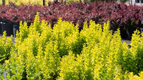 9 Shrubs for Season-Long Color : Mulhall's