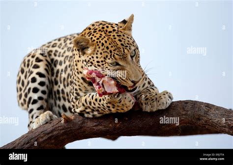 Leopard eating hi-res stock photography and images - Alamy