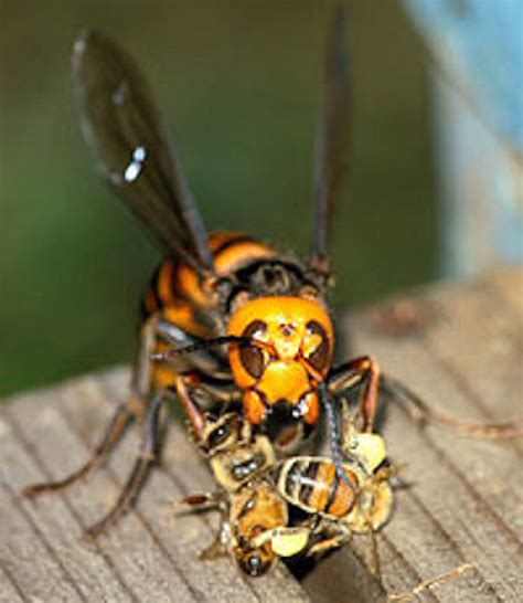 Watch A Hornet Be Cooked Alive By Bees