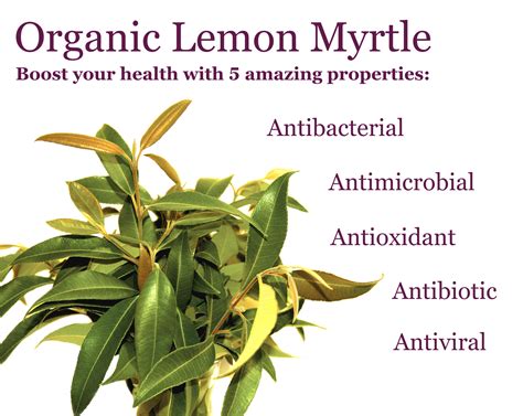 What are the health benefits of Lemon Myrtle? - Tea Palace