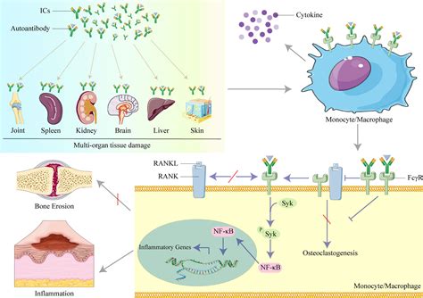 Frontiers | The role of organ-deposited IgG in the pathogenesis of multi-organ and tissue damage ...