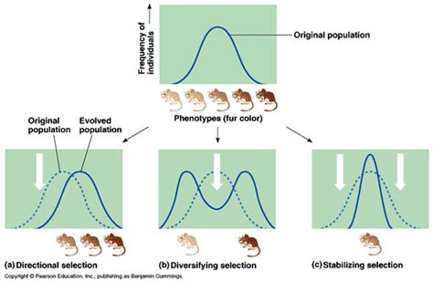 Darwin's Disciples - Patterns and Processes of Evolution