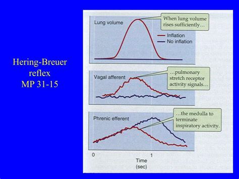 PPT - Respiratory Physiology: Control of ventilation PowerPoint Presentation - ID:6028935