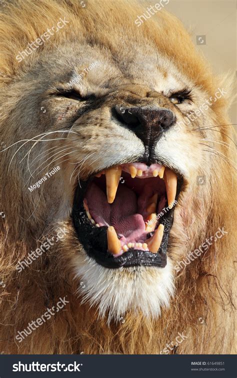 Lion Male Showing Teeth, Serengeti, Tanzania Stock Photo 61649851 ...