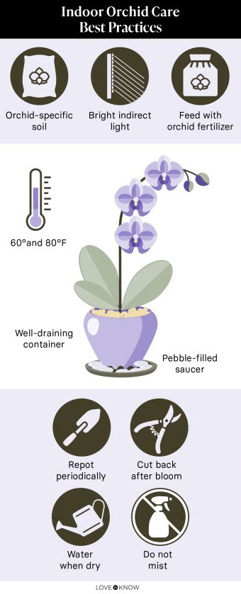 How to Care for Orchids Indoors: An Easy Guide | LoveToKnow