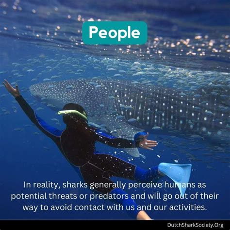 What Are Sharks Afraid Of? - Dutch Shark Society