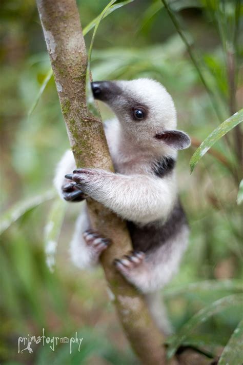 baby anteater | Cute animals, Funny animals, Cute baby animals