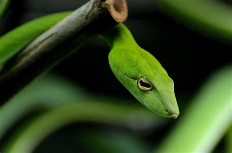 12 Striking Amazon Rainforest Snakes • I Heart Brazil