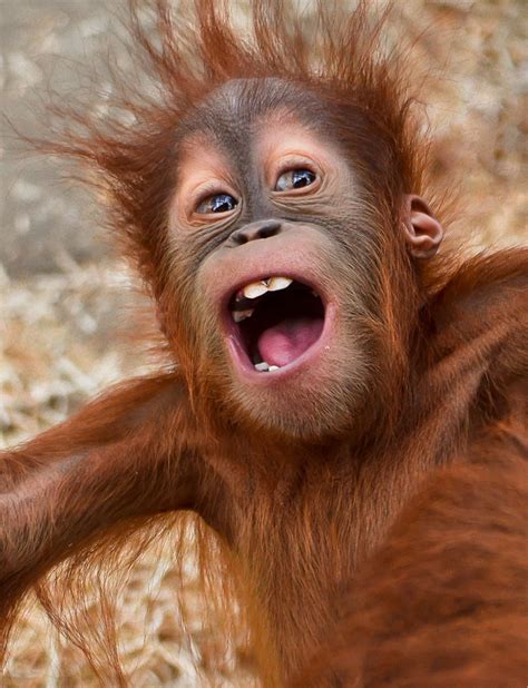 Orang Utan Baby Foto & Bild | archiv, a r c h i v aktuell, affen Bilder ...