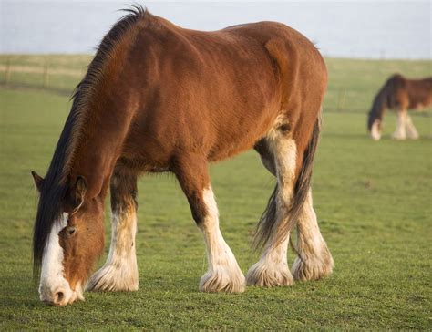 Clydesdale Horse Breed Profile