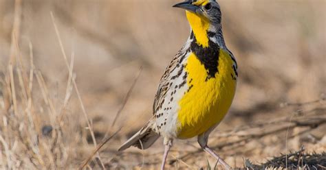 What is the State Bird of Nebraska? (And Why?) | Birdfact