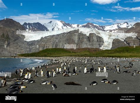 Bertrab Glacier, Gold Harbour, South Georgia Stock Photo - Alamy