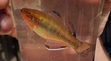 Carp Gudgeon species complex (Hypseleotris spp) (Fish Field Guide North Central CMA) · iNaturalist