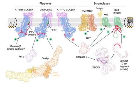 Regulatory mechanisms underpinning flippase-and scramblase-mediated... | Download Scientific Diagram