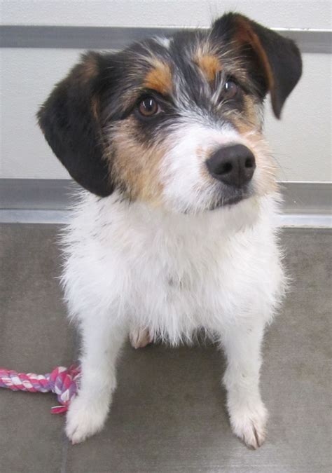 Adopt Carly on | Shepherd mix dog, Humane society, Australian shepherd