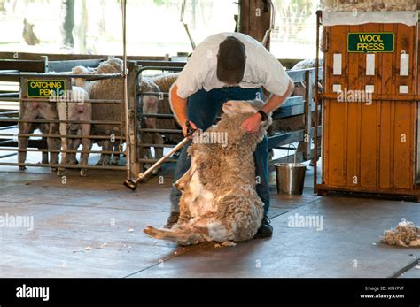 Sheep shearing new zealand hi-res stock photography and images - Alamy