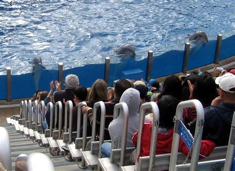 Dolphin Discovery | Show at SeaWorld San Diego | Parkz - Theme Parks