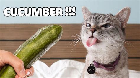 Cats Reaction | Funny Cats Scared Of Cucumber: Expectation Vs Reality ...