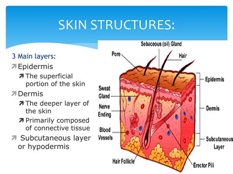 PPT - Basic Skin Structure PowerPoint Presentation, free download - ID:6099891