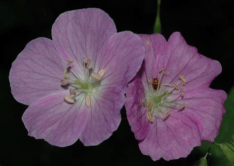 Geranium maculatum (Geraniaceae) image 14283 at PlantSystematics.org