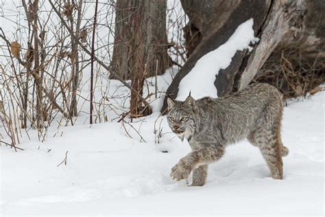 Lynx Symbolism - Spirit Animal Totems