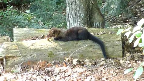 Fisher Cat Eats Dinner In NH Yard - YouTube