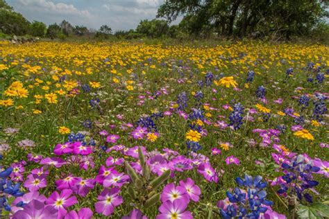 Wildflowers of Texas | Texas Highways