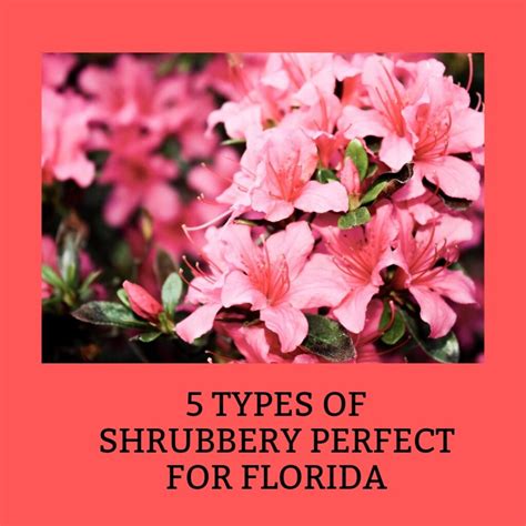 5 Types of Shrubbery Perfect For Florida - Real Estate Firm of Florida LLC | Tampa Bay Homes for ...