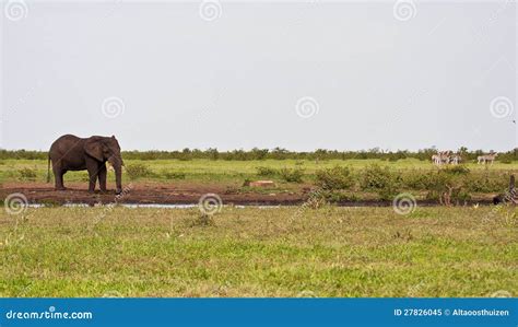 Single Elephant Standing at Waterhole Stock Image - Image of dangerous, mammal: 27826045