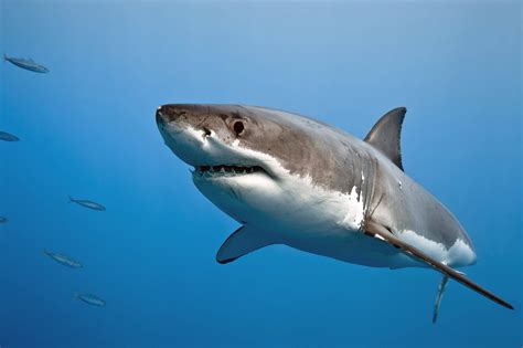 White shark | Animals | Monterey Bay Aquarium