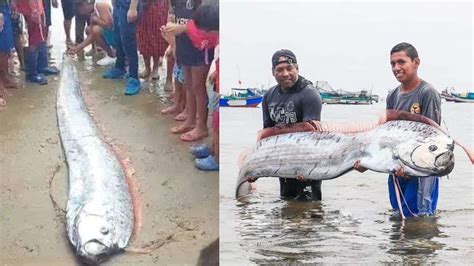 Tumbes: Pescadores hallan varado a un ‘pez remo’ vivo, temido por ...