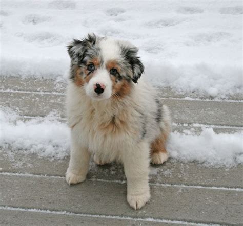 Australian Shepherd English Bulldog Mix | French Bulldog