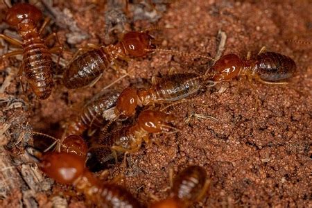 How to Kill Termites the Natural Way?