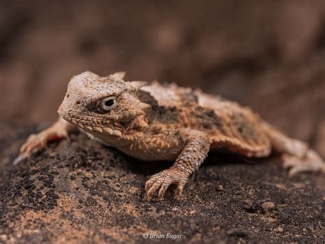 Desert Horned Lizard - a photo on Flickriver