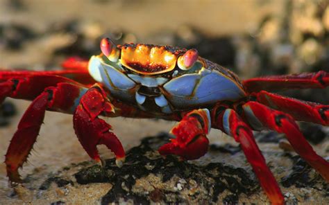 73 Crab HD Wallpapers | Background Images - Wallpaper Abyss