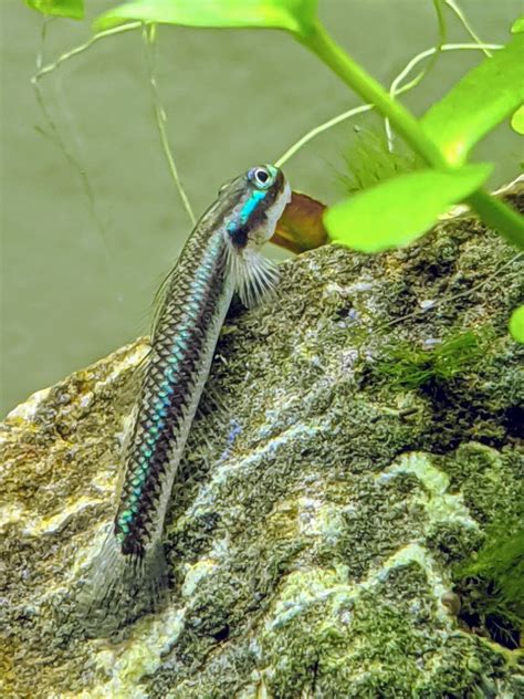 Got my Neon Blue Dwarf Goby in just the right lighting to see his colors. : Aquariums