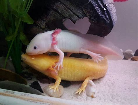 Enjoying Axolotl as Pets, the attractiveness of Mexican walking fish