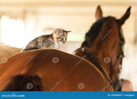 Little Kitten Kitty Cat Animal on Horse Horseback Stock Image - Image ...