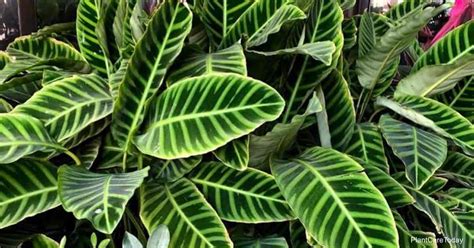 Calathea Zebrina Care: Growing The Zebra Calathea Plant