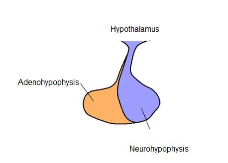 Neurohypophysis: Structure and Functions - Biology Educare