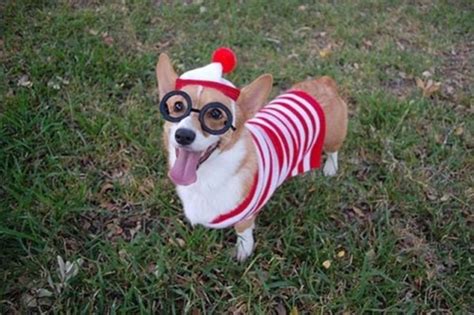 The Only Cute Corgi Halloween Costume Post (90 pics) - Izismile.com