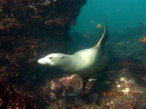 Mr. and Mrs. Zalophus californianus (Sea Lions of La Jolla)